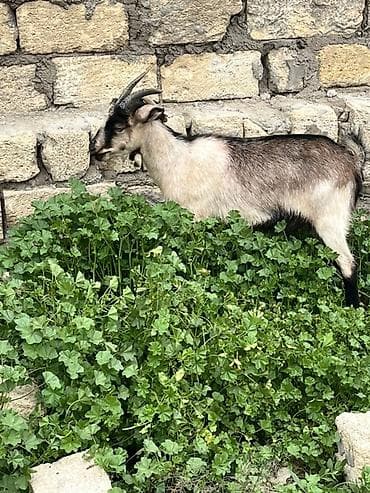 dəvə satılır: Dişi, il: 1, 40 kq, Damazlıq, Ünvandan götürmə — 3