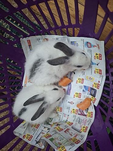 velikan dovsan: Ağ-qara naxışlı balaca dovşanlar - Növ: Ev dovşanı (uzaqqulaqlı) - — 4