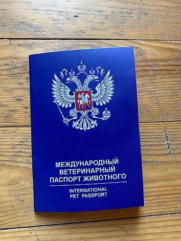 itlerin ucuz qiymete satisi: Satilir 3 ayliqdi peyvəndi bir dəfə vurulub evi və xaltasi ustundə — 6