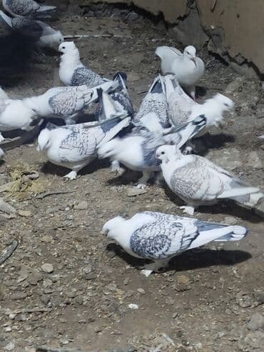 goyercinle: Salam.diqqətlə oxu sonra yaz.hübkariler biri 20 və 30 azn.şişmanlar — 2