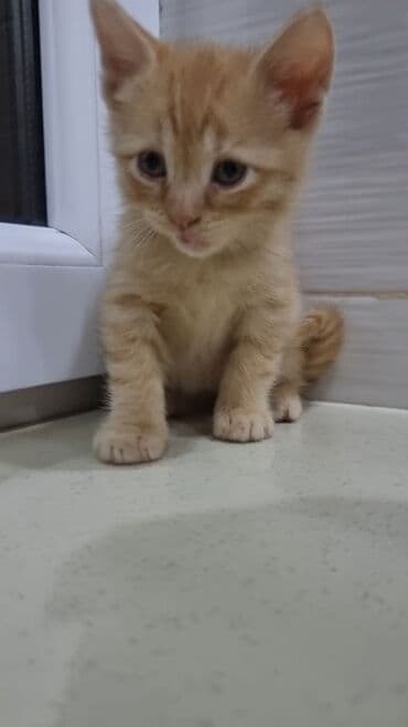 pişik şekileri: Şotland, Erkək, Ünvandan götürmə, Ödənişli çatdırılma — 9