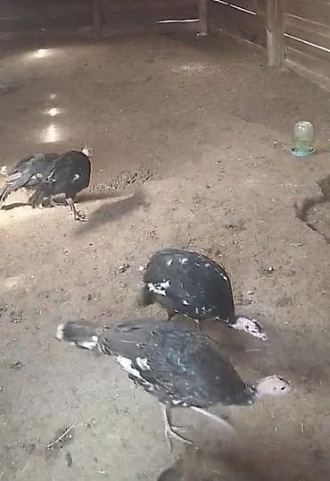 hind qusu: Super hinduskalar 5 ededir 3 ayliqdilar tam saqlamdilar 2 erkey 3 — 2