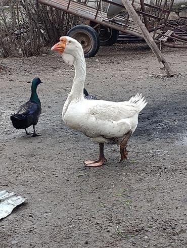 Inəklər, öküzlər: Erkək, | Xolmogor, Damazlıq, Ödənişli çatdırılma — 4