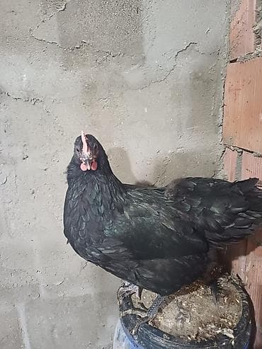 Cücələr: Avstrolorp ve amarok(xarkov) xoruzlari ve mehdud sayda fereler Məhsul — 6