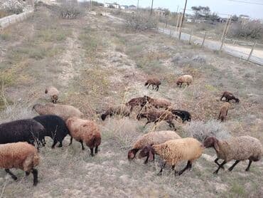 simental inekler azerbaycanda: Qala cinsi qoyunlar razılaşma yolu ilə — 8