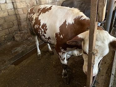 simental inekler satilir: Qurbanlıq üçün kəsilib də verilir 1 dişi 1 erkək ünvan məhəmmədi diri — 4