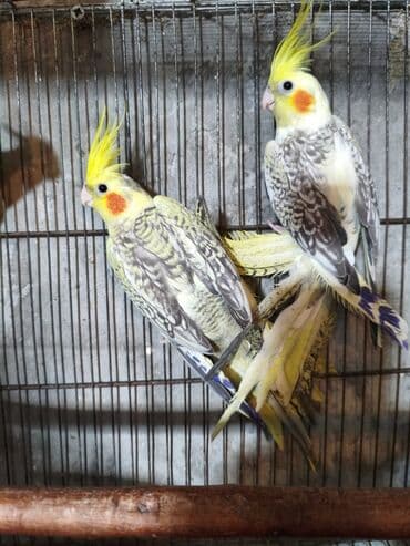 Gəmiricilər: Salam. ENDİRİMLƏR🦜🐦 DANIŞAN VƏ DANIŞMAGA HAZİR OLAN QUŞLAR — 6