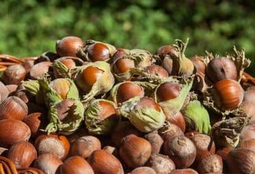 findiq ləpəsi: 🎁🌰Hörmətli alıcılar, Qəbələ ərazisindən yığılmış fındıqları — 1