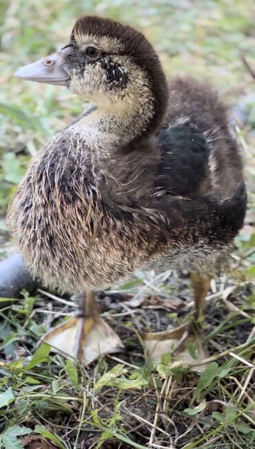 yarasa yuvası qiymeti: Muscovy ördəyi (indoutka) – qarışıq qara-ağ lələklər, qırmızı karnizli — 10