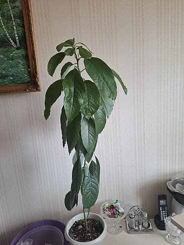 Avocado ağacı