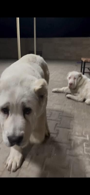 heyvan cantası: Alabay — 7