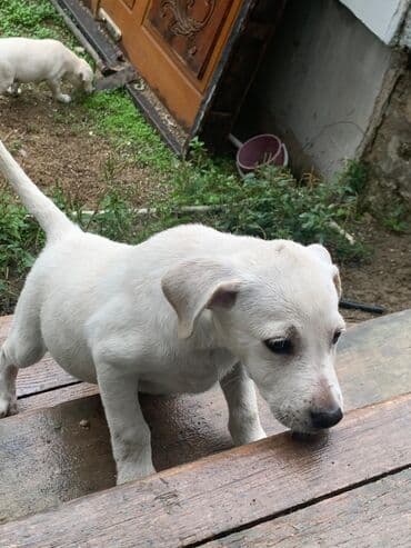 купить хаски щенка: 2 ay — 2