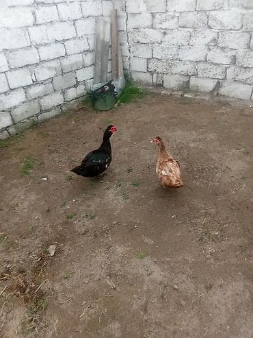 qara brama: Erkək, | Lal ördək, Damazlıq — 2