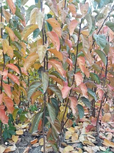 meyvə agaclari: Xurma (cennet xurması/persimmon) tingləri – açıq sahə fidanlığı Super — 4