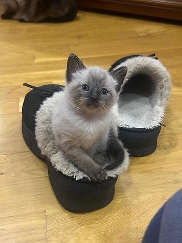 pişik ucun ev: Siam — 4