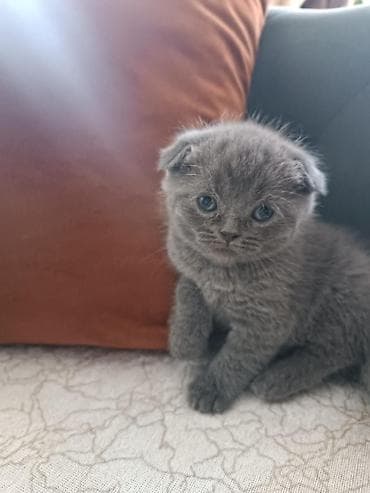 ov iti satisi: Boz tüklü balaca pişik balası - Növ: Ev pişiyi (balaca) - Rəng — 10