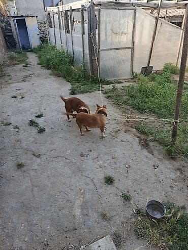 itlerin alisi: 1 i Erkey biri dişi mehriban itlər di ünvan buzovna qəsəbəsi di — 3