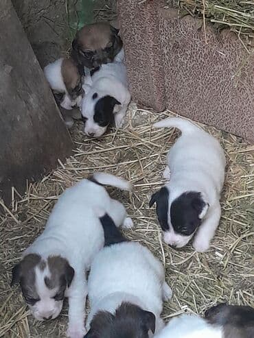 balalı ineylər: Zvonok, 1 ay, Dişi, Ünvandan götürmə — 2
