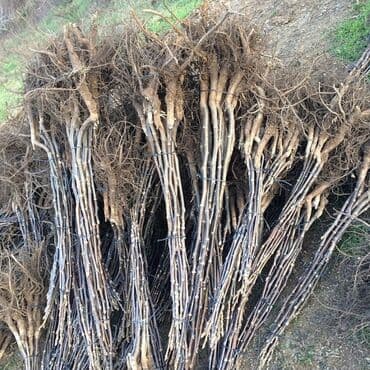 green pharma baku: Məhsul: Şəxsi tingçilik təsərrüfatında yetişdirilən meyvə tingləri — 16