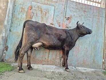 sud veren inek satilir: 10. 12 litir süd verir 4 qarına doğub 2 aydı doğub balasızdı — 4