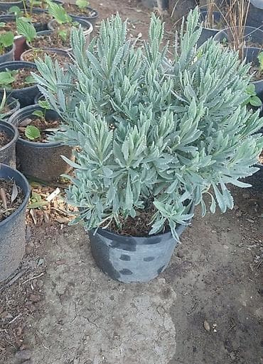 orxideya gulu qiyməti: Rozmarin və lavanda bitkisi topdansatış qiymət - Növ: Rosmarinus — 4