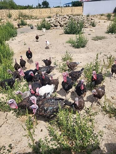 əbabil quşu: Təmiz bronz hinduşkalar çəkiləri 5 kq 2 illik — 2