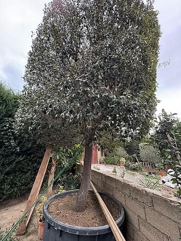 donuz sala: Evergreen dekorativ ağac – formalı tacla - Bitki tipi: Həmişəyaşıl — 7