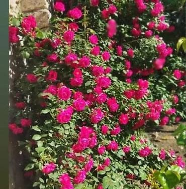 qizil gul toxumu: Dırmaşan qızılgül fidanları – tünd qırmızı/çəhrayı çoxçiçəkli sort — 2