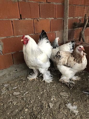 Yemlər: Toyuq, Brama, Damazlıq, Ödənişli çatdırılma — 1