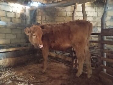 Dana, buzov, Erkək, ay: 6, Ətlik lalafo.az -da Dana, buzov, Erkək, ay: 6, Ətlik