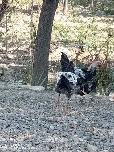 Inəklər, öküzlər: Xoruzlar — 3