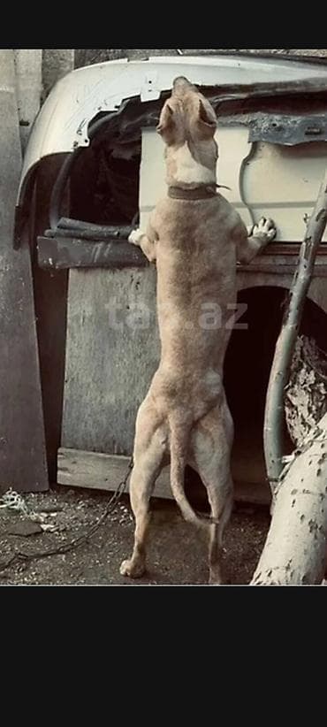 heyvan: Pitbul, 1 il, Dişi, Peyvəndli — 2