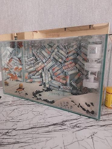 akvarium baliqlari qizil baliq: Akvaryum komplekti - Şüşə akvarium, üst hissədə qızılı dekorativ — 5