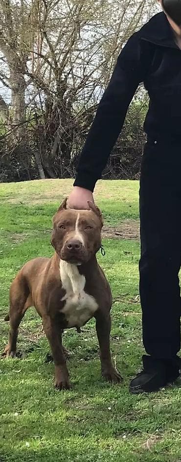 qaz və ördək: Pitbul, Dişi, Peyvəndli, Ünvandan götürmə — 2