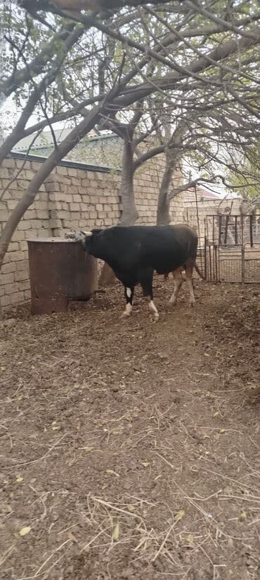 ərkəy dana: Məhsul: Qara rəngli buğa Təsvir: - Güclü, əzələli quruluş, enli döş — 4