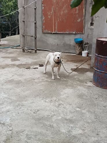 oglan it adlari: Ağ rəngli, əzələli, orta-böyük ölçülü it. Qısa tüklü, qulaqları kəsik — 3