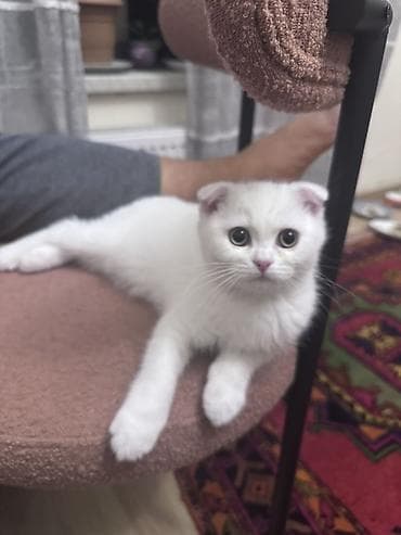 pisik ucun goz dermani: Şotland — 2