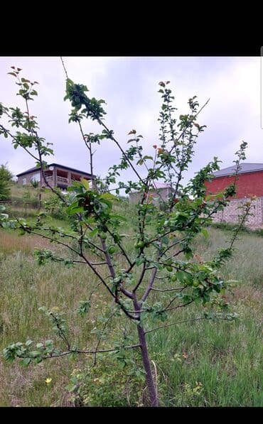 qəbələdə günlük kirayə ev: 14 sot, Tikinti — 10