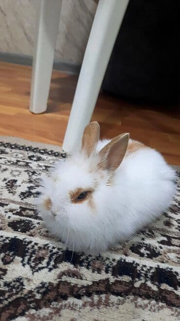 ВАЗ (ЛАДА): Ev dovşanı – dekorativ, uzun tüklü - Növ: dekorativ ev dovşanı — 1