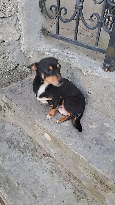 Heyvanlar üçün mallar: Balalar satilir temiz zvanokdu atasiynan anasi ayri cinsdi ama temiz — 8