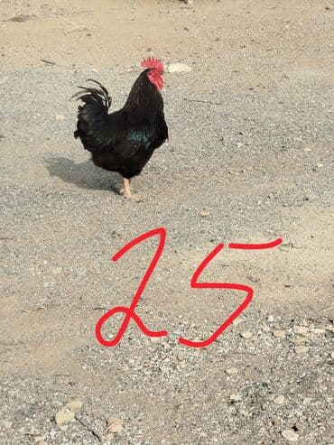 LIFAN: Hər cürə xoruzlar var ustunde qiymətləri var Təsvir: - Şəkillərdə — 1