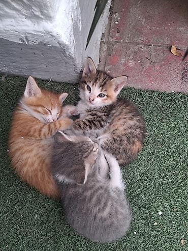 Erkək, Dişi, Yaxşı əllərə, Ünvandan götürmə
