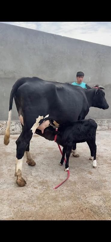 Südlük inək buzovu ilə birlikdə - Cins: qara-ağ (Holşteyn tipli