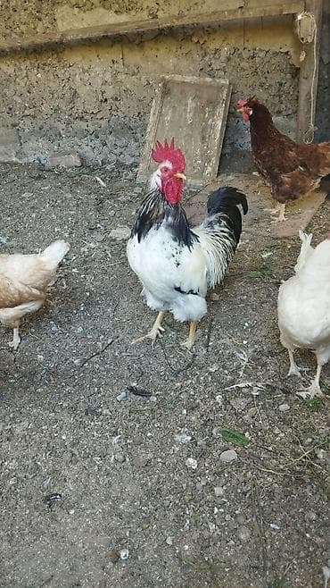 balaca sirin itler: Kənd xoruzları 6 aya keciblər sağlam aktivdilər — 4