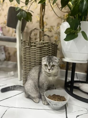 Akvariumlar: Şotland yastı qulaq, Dişi — 2