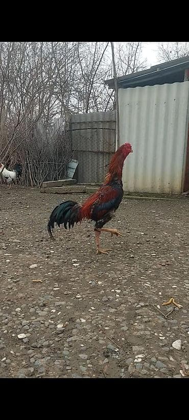 Pişiklər: Təmiz turk cinsi 10 ayliq super beçə satilir. cox guclu heyvandi oz — 1