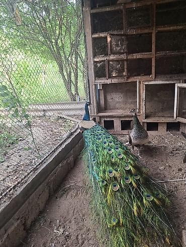 tovuz quşları: Məhsul: Tovuz quşu cütü (erkək və dişi) - Komplekt: 1 erkək, 1 dişi - — 3