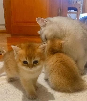 pudel satilir 2020: Britan, Dişi, Yaxşı əllərə, Ünvandan götürmə — 5