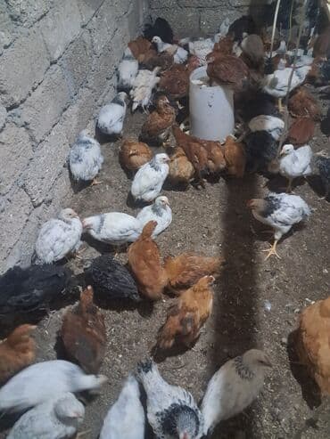 Куры: Куриные цыплята, Для разведения — 3