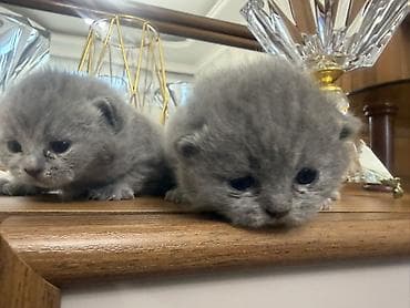 pişik yarım tip: Britan, Dişi — 9